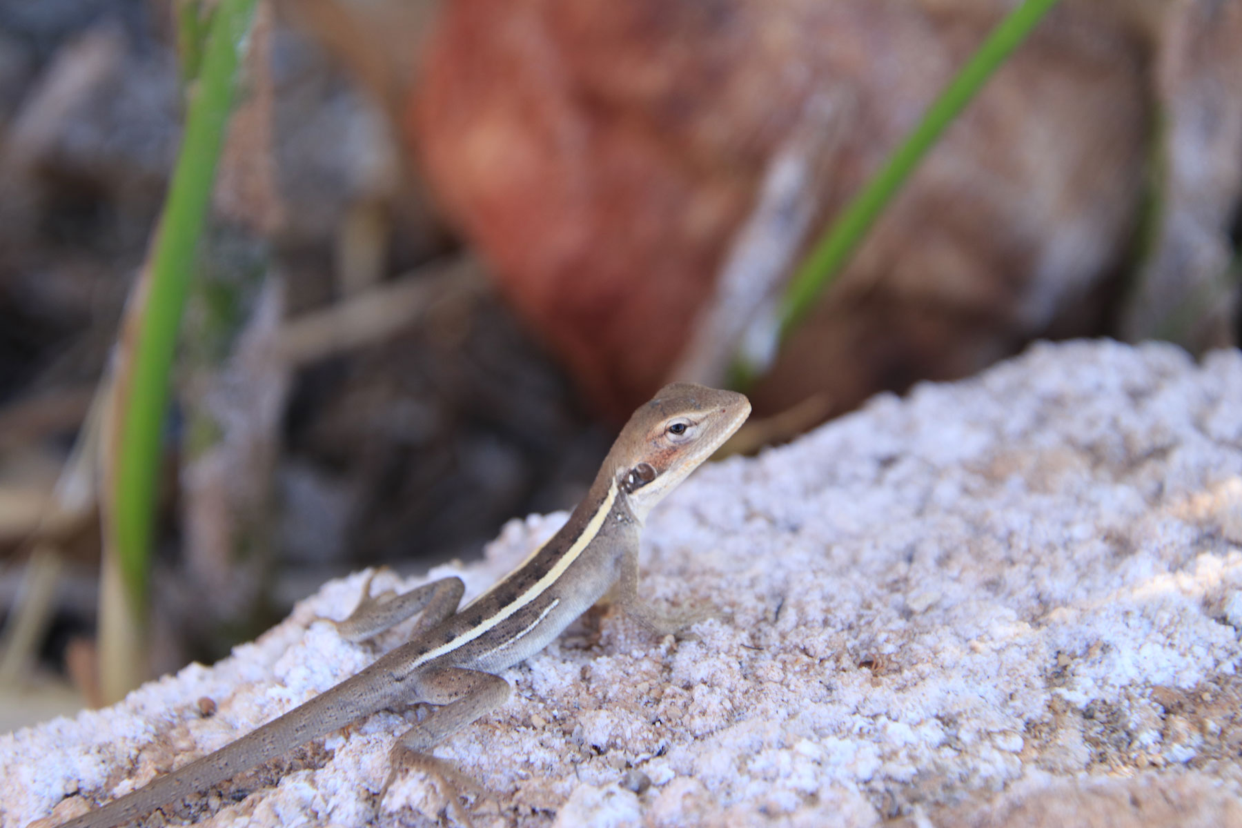 kleineechse Unterwegs in Australien