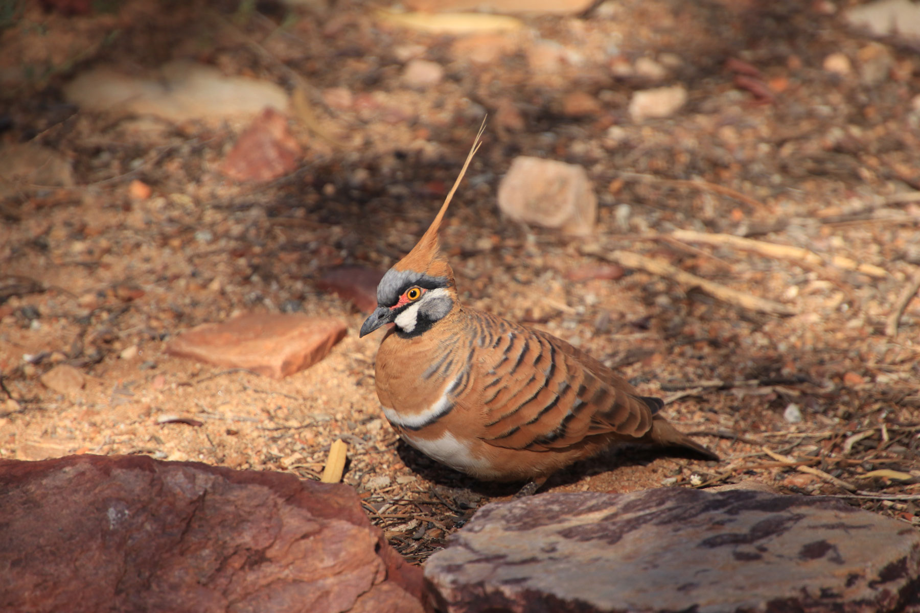 vogel – Unterwegs in Australien